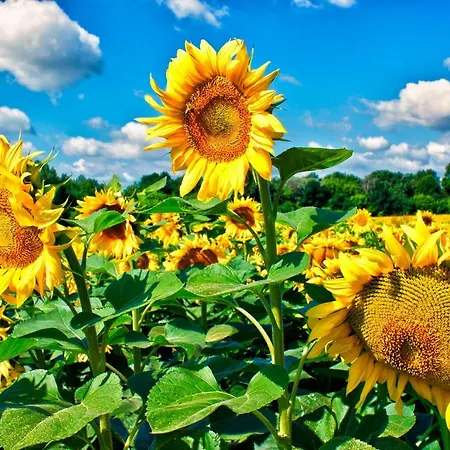 Szep Napot Vendeghaz