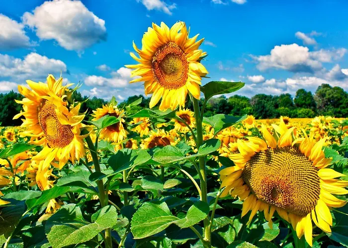 Szep Napot Vendeghaz